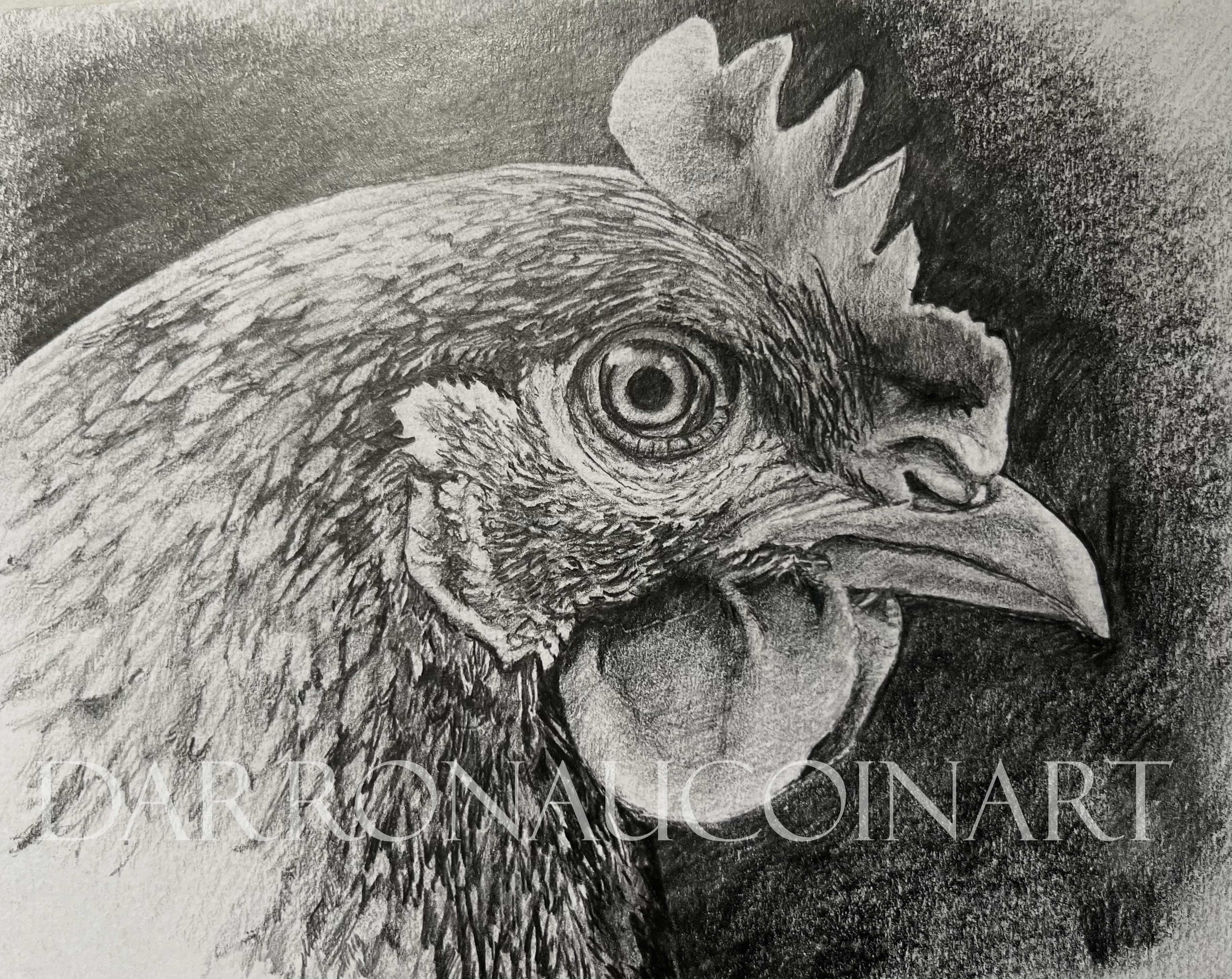 Detailed pencil sketch of a chicken's head showcasing its feathers and eye.