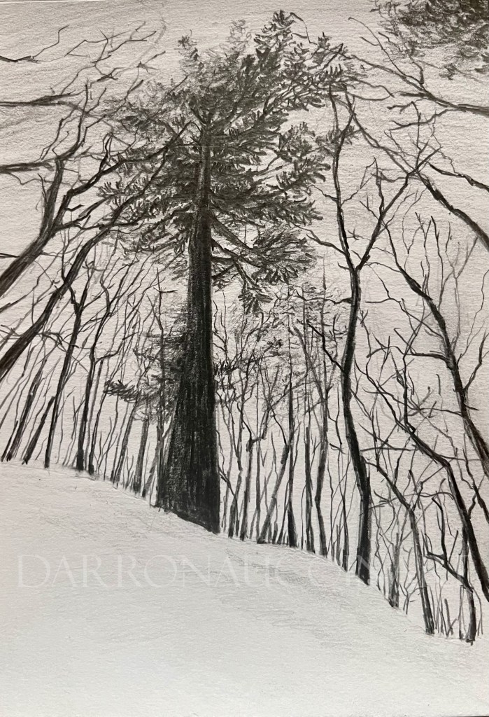 Pencil sketch of a tall tree surrounded by bare branches in a snow-covered landscape, showcasing the contrast between light and dark tones.