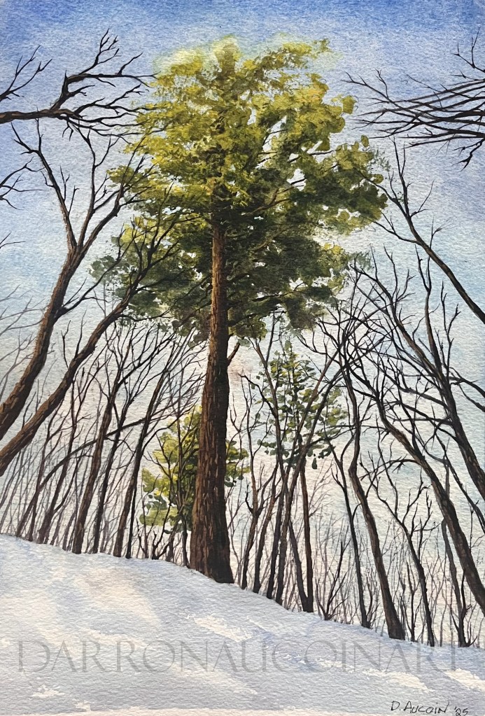Watercolour painting of a tall green tree surrounded by bare branches against a snow-covered ground and clear blue sky.